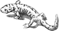 Книгаго: Энциклопедия Браун и ускользнувшая саламандра. Иллюстрация № 2