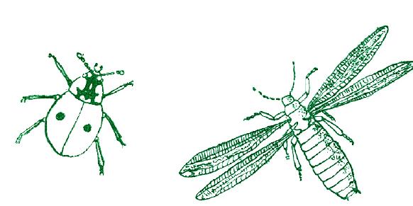 Книгаго: Приключения с насекомыми. Иллюстрация № 3