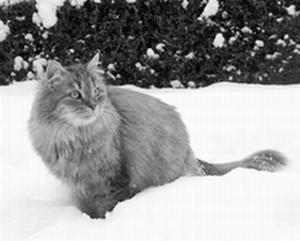 Книгаго: Сибирские кошки. Иллюстрация № 1