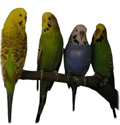 Книгаго: Волнистые попугаи. Иллюстрация № 4