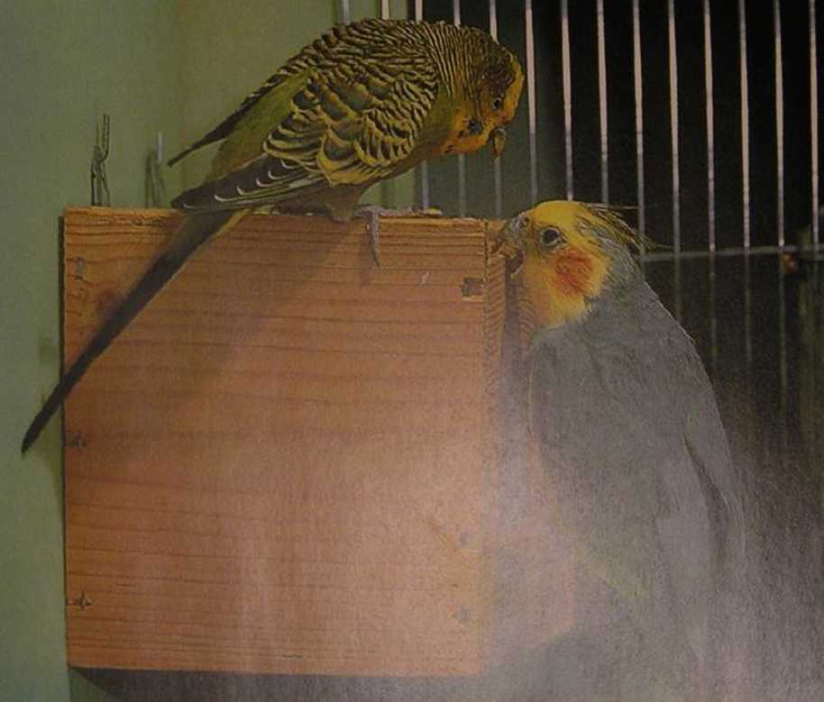 Книгаго: Волнистые попугаи. Иллюстрация № 3