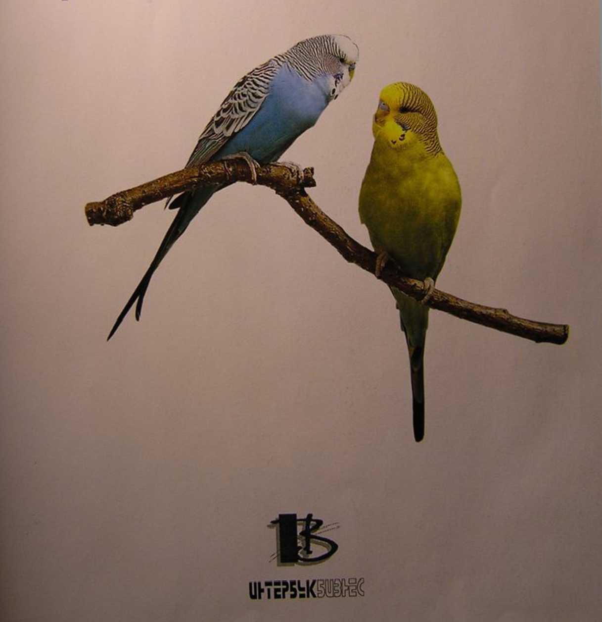 Книгаго: Волнистые попугаи. Иллюстрация № 1