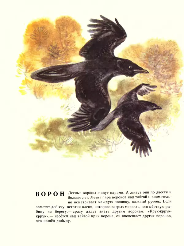 Книгаго: Про птиц. Иллюстрация № 6