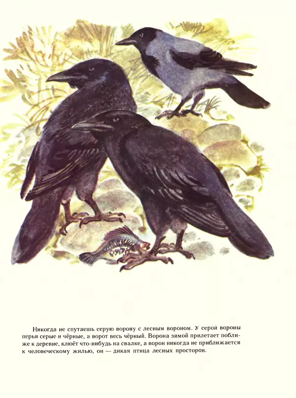 Книгаго: Про птиц. Иллюстрация № 7