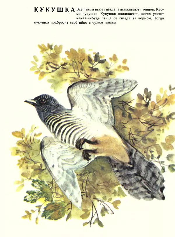 Книгаго: Про птиц. Иллюстрация № 8