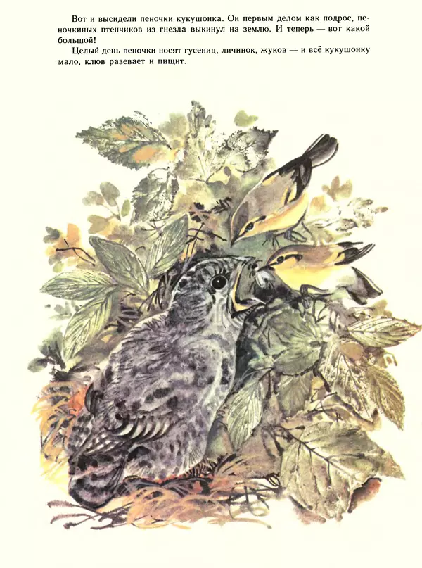 Книгаго: Про птиц. Иллюстрация № 9