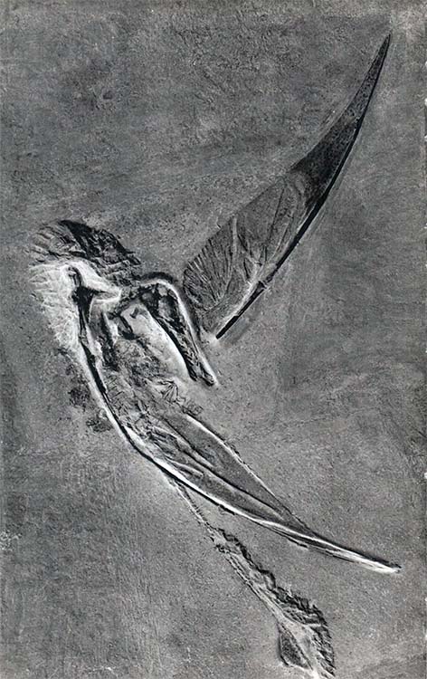 Книгаго: Летающие ящеры и древние птицы. Иллюстрация № 5