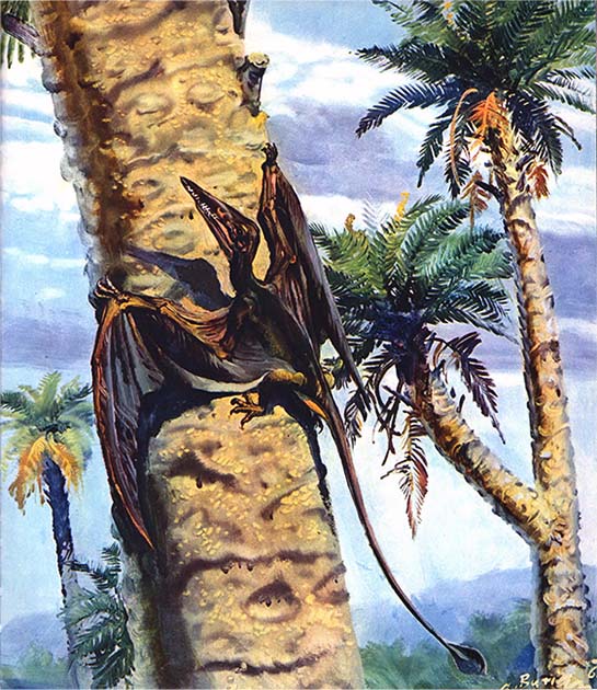 Книгаго: Летающие ящеры и древние птицы. Иллюстрация № 27
