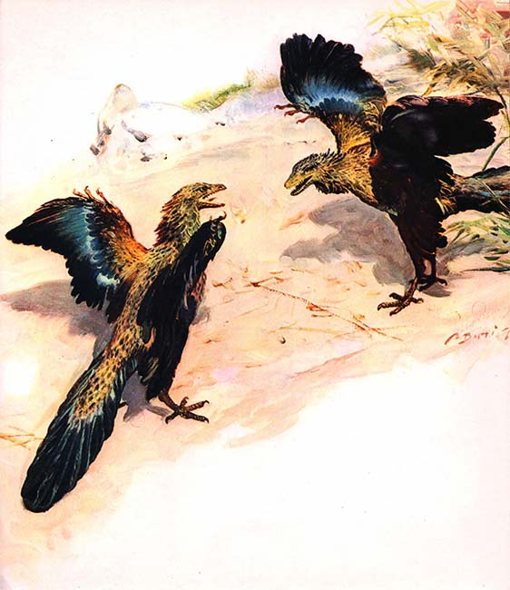 Книгаго: Летающие ящеры и древние птицы. Иллюстрация № 34