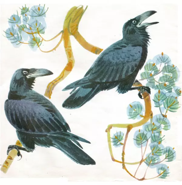 Книгаго: Птицы наших лесов. Иллюстрация № 4