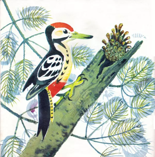 Книгаго: Птицы наших лесов. Иллюстрация № 6