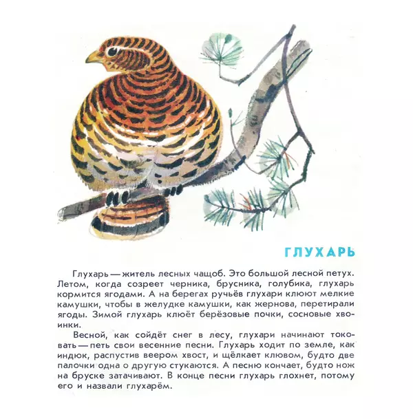 Книгаго: Птицы наших лесов. Иллюстрация № 9