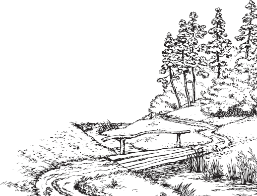 Книгаго: Русский лес. С вопросами и ответами для почемучек. Иллюстрация № 8