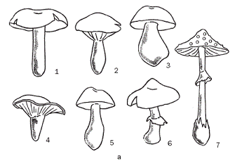 Книгаго: Полная энциклопедия грибов. Иллюстрация № 1