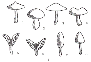 Книгаго: Полная энциклопедия грибов. Иллюстрация № 2