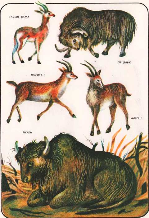 Книгаго: Соседи по планете Млекопитающие. Иллюстрация № 82