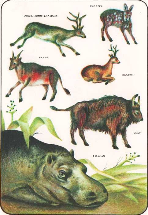 Книгаго: Соседи по планете Млекопитающие. Иллюстрация № 84