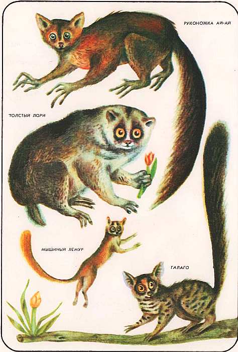 Книгаго: Соседи по планете Млекопитающие. Иллюстрация № 88