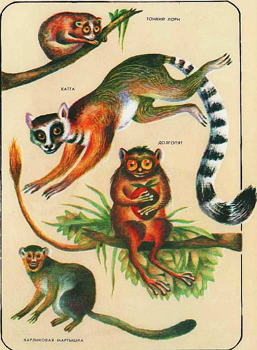 Книгаго: Соседи по планете Млекопитающие. Иллюстрация № 89
