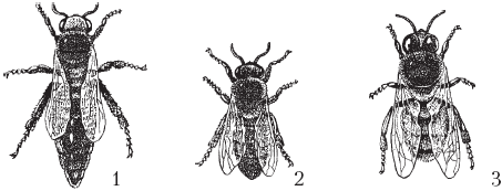 Книгаго: Полный справочник пчеловода. Иллюстрация № 2