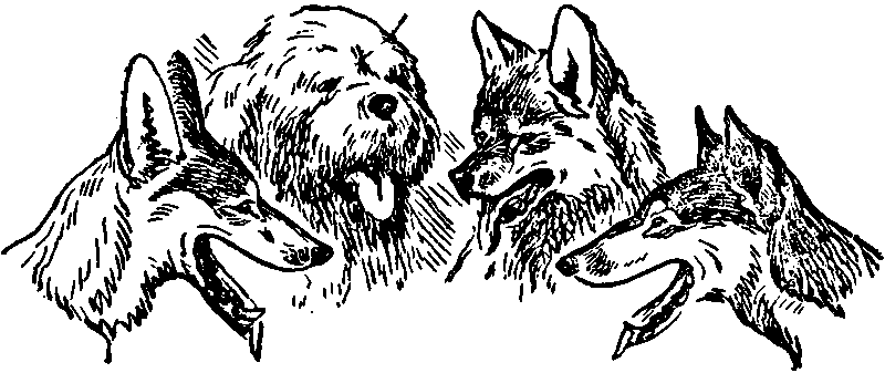 Книгаго: Фасс! О юных собаководах. Иллюстрация № 3
