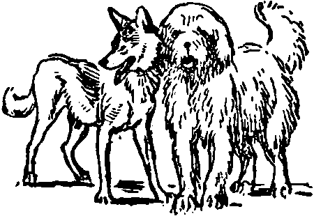 Книгаго: Фасс! О юных собаководах. Иллюстрация № 19