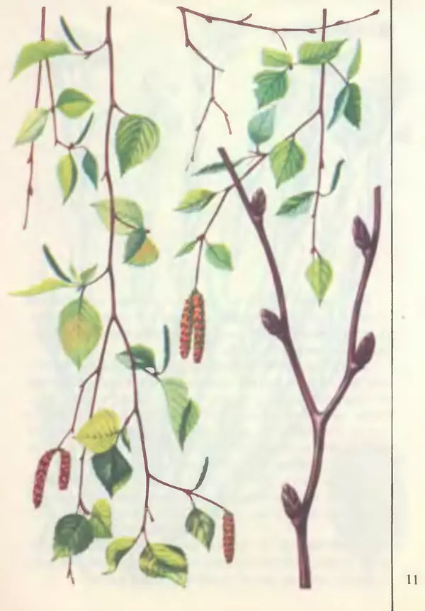 Книгаго: Юному сборщику лекарственных растений, грибов дикорастущих плодов и ягод. Каталог. Иллюстрация № 13