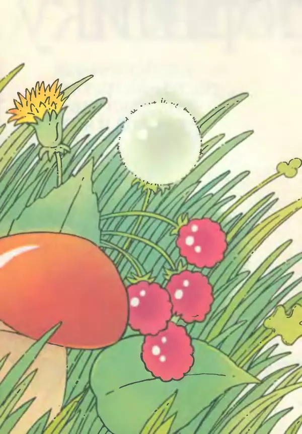 Книгаго: Юному сборщику лекарственных растений, грибов дикорастущих плодов и ягод. Каталог. Иллюстрация № 4