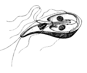 Книгаго: Простейшие. Губки. Кишечнополостные. Плоские черви. Круглые черви. Иллюстрация № 1