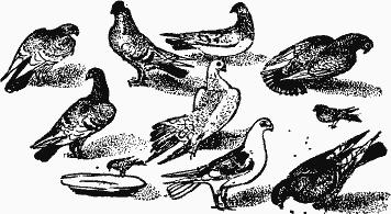 Книгаго: Птица-Радость. Рассказы о голубиной охоте.. Иллюстрация № 4