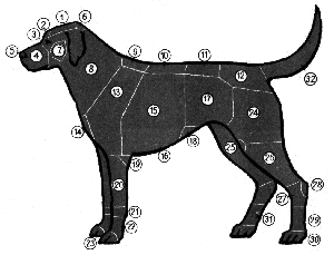 Книгаго: Охотничьи собаки. Иллюстрация № 1