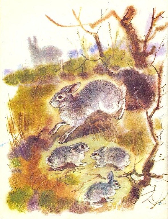 Книгаго: Чем кролик на зайца не похож. Иллюстрация № 5