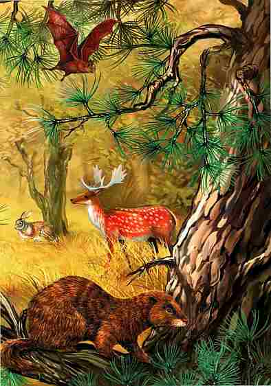 Книгаго: Млекопитающие. Иллюстрация № 2