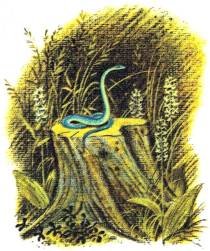 Книгаго: Голубая змейка. Иллюстрация № 2