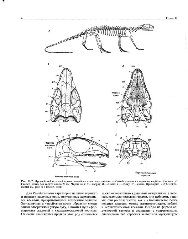 Книгаго: Палеонтология и эволюция позвоночных. Том 2. Иллюстрация № 7