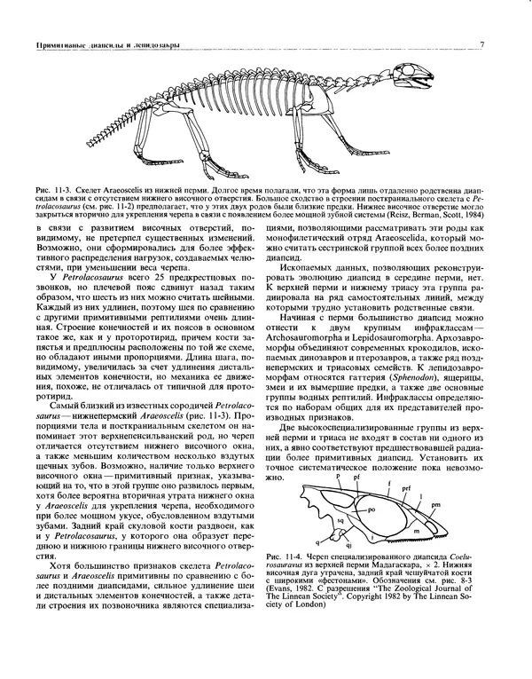Книгаго: Палеонтология и эволюция позвоночных. Том 2. Иллюстрация № 8