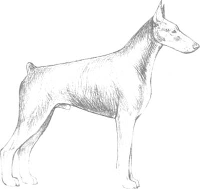 Книгаго: Экстерьер собаки и его оценка. Иллюстрация № 1