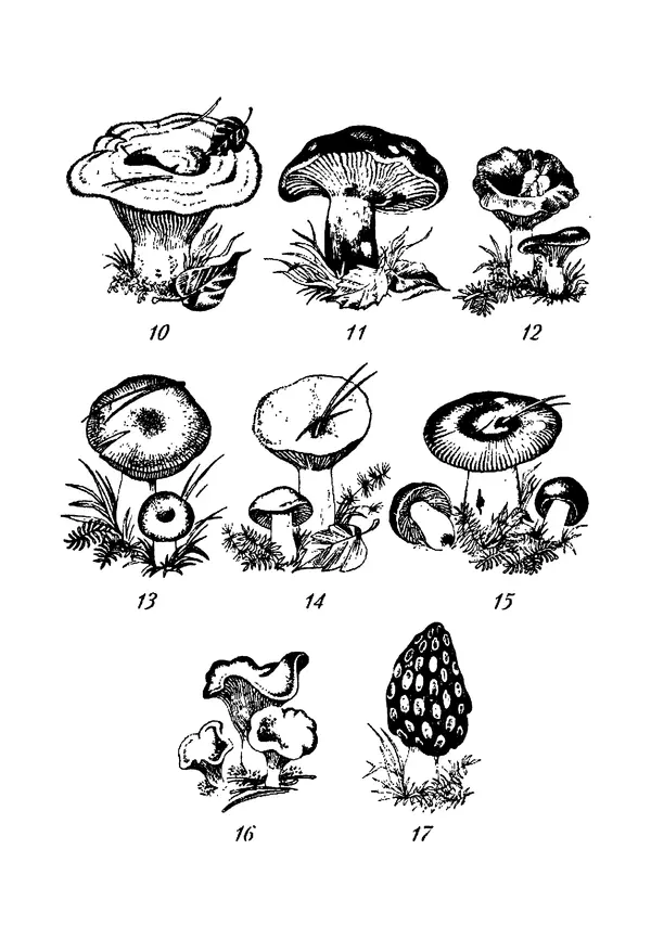Книгаго: Сбор и заготовка грибов. Иллюстрация № 22