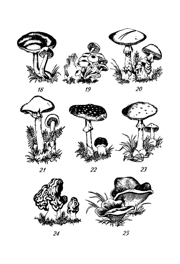 Книгаго: Сбор и заготовка грибов. Иллюстрация № 29