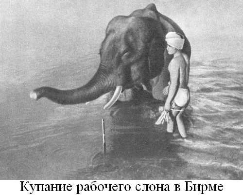 Книгаго: Книга о слонах. Иллюстрация № 14