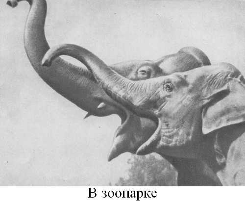 Книгаго: Книга о слонах. Иллюстрация № 15