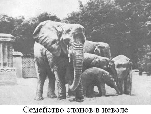 Книгаго: Книга о слонах. Иллюстрация № 16