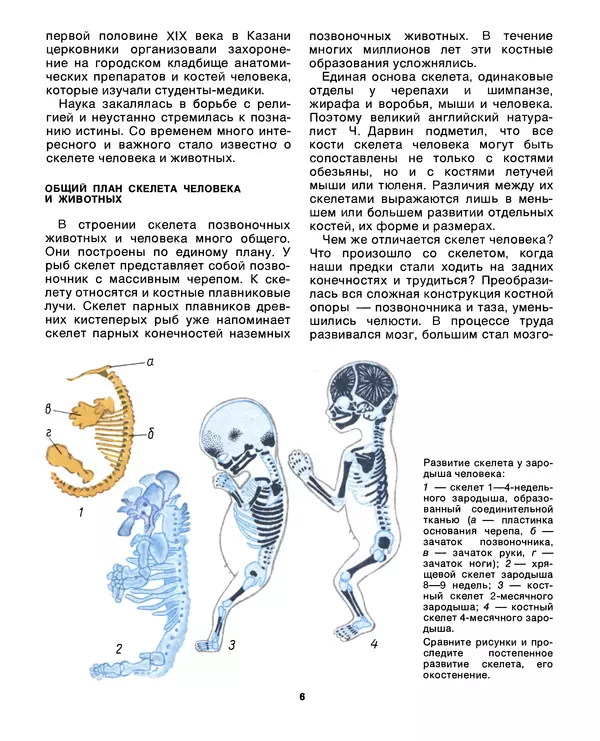 Книгаго: Книга для чтения по анатомии, физиологии и гигиене человека. Иллюстрация № 7