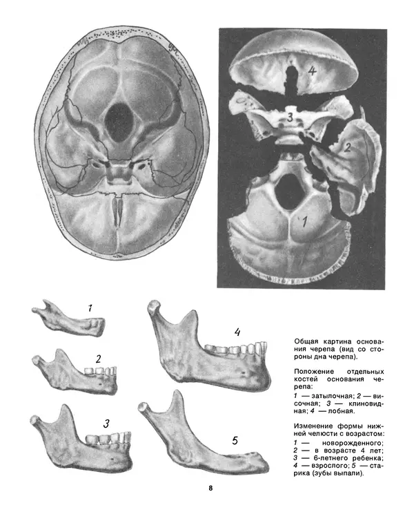 Книгаго: Книга для чтения по анатомии, физиологии и гигиене человека. Иллюстрация № 9