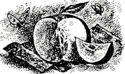Книгаго: Яблоко на всех. Иллюстрация № 2