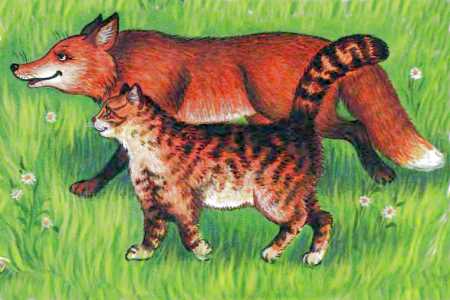 Книгаго: Кот и лиса. Иллюстрация № 12