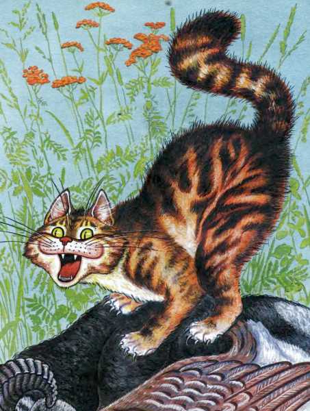 Книгаго: Кот и лиса. Иллюстрация № 14