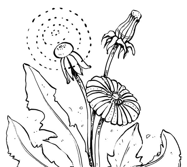 Книгаго: Тайны растений. Народная магия и исцеление. Иллюстрация № 2
