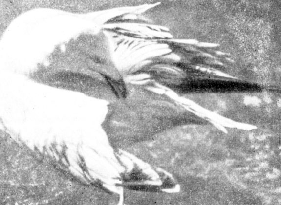 Книгаго: Мир серебристой чайки. Иллюстрация № 67