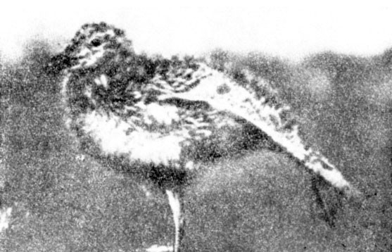 Книгаго: Мир серебристой чайки. Иллюстрация № 71